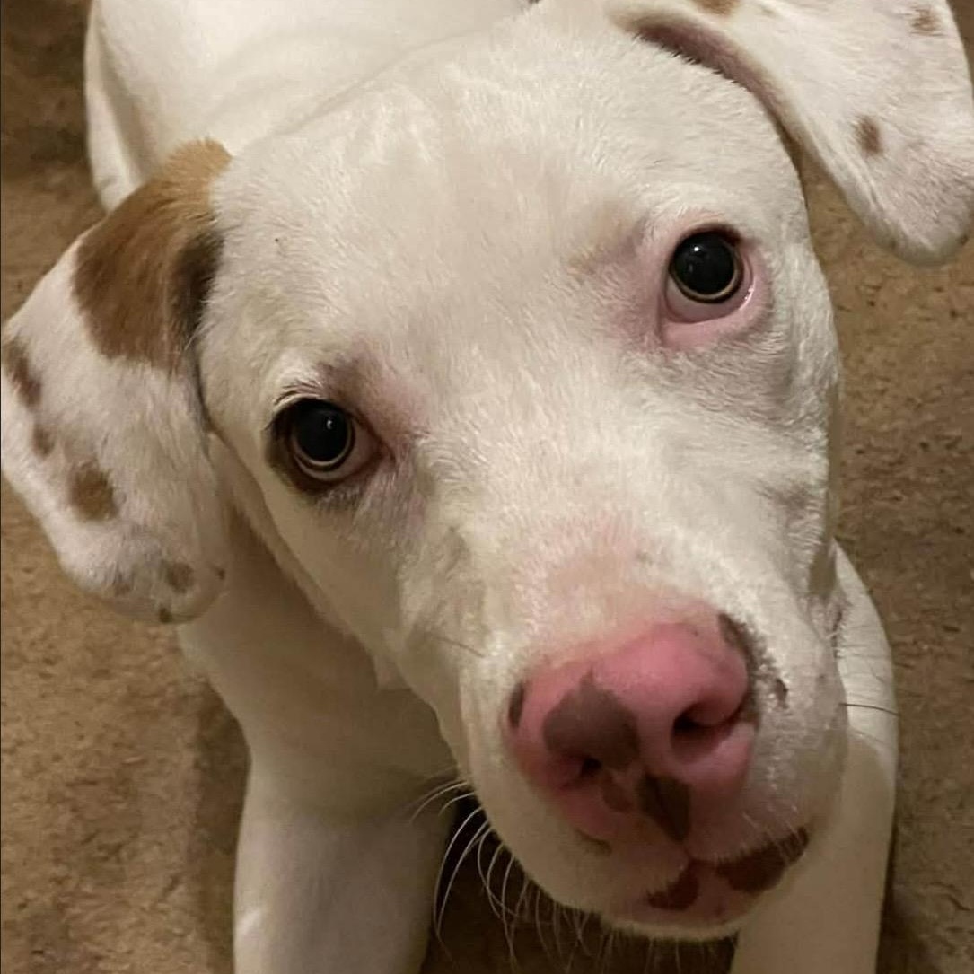 Enlarge Tucker , a ADOPTABLE mixed breed in Pelham, NH image 2/5