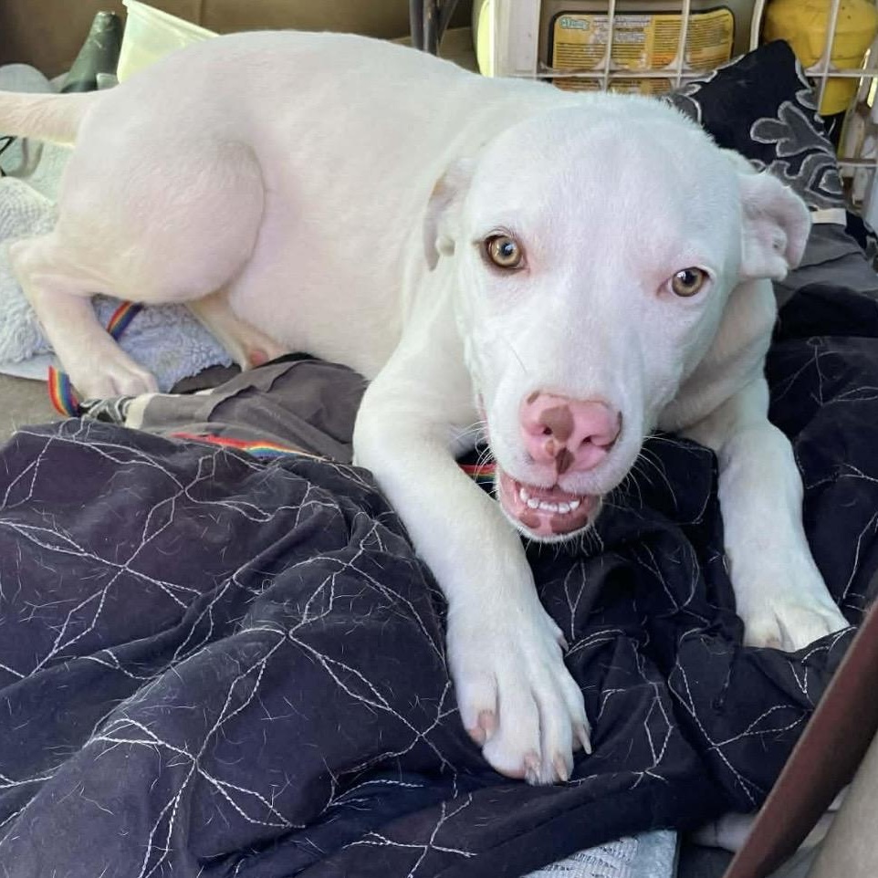 Enlarge Tucker , a ADOPTABLE mixed breed in Pelham, NH image 1/5