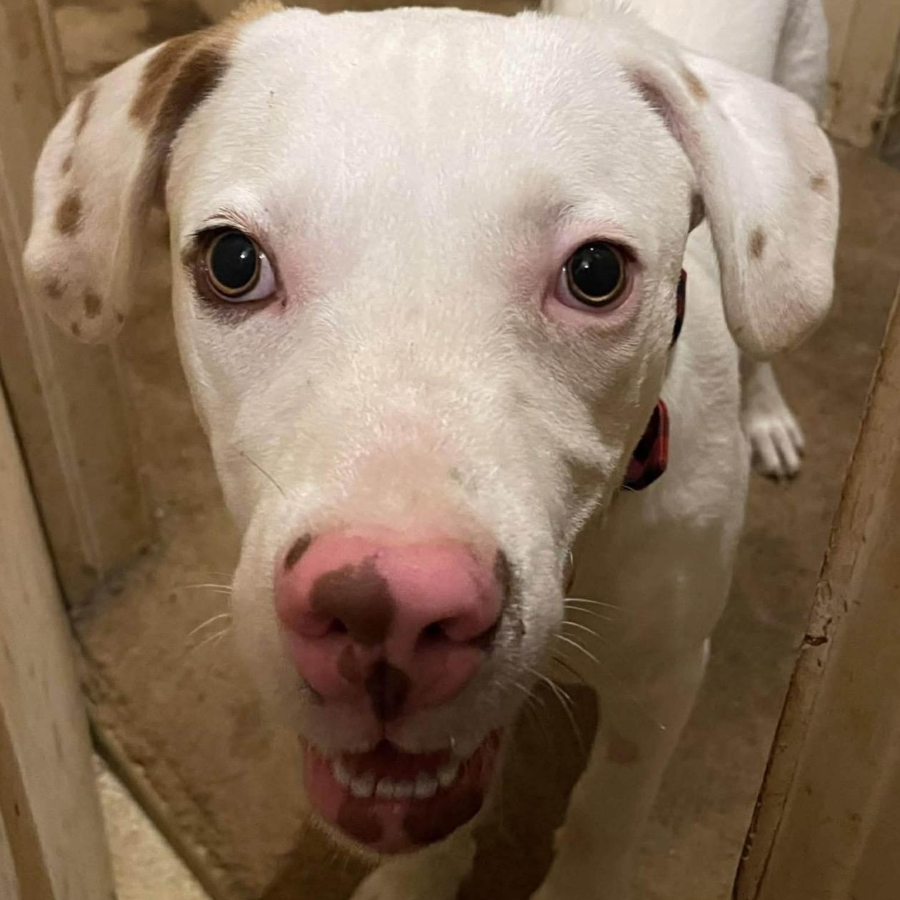 Enlarge Tucker , a ADOPTABLE mixed breed in Pelham, NH image 3/5