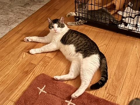 Meatball, a Adoptable Domestic Short Hair in Flushing, NY image 5/6