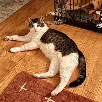 Enlarge Meatball, a Adoptable Domestic Short Hair in Flushing, NY image 6/6