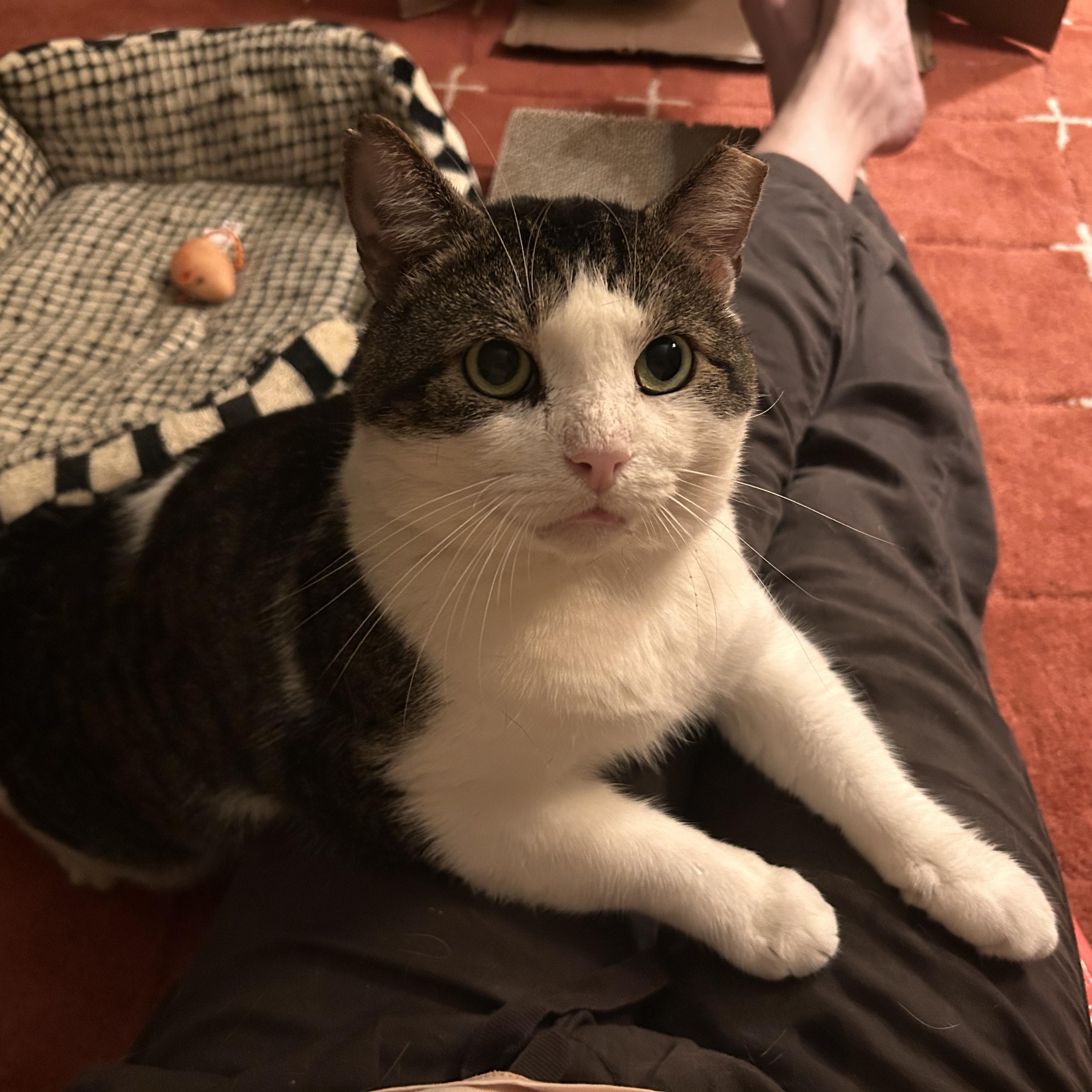 Enlarge Meatball, a Adoptable Domestic Short Hair in Flushing, NY image 2/6