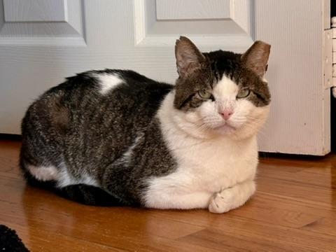 Meatball, a Adoptable Domestic Short Hair in Flushing, NY image 2/6