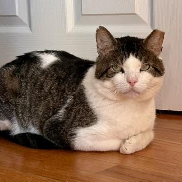 Enlarge Meatball, a Adoptable Domestic Short Hair in Flushing, NY image 3/6