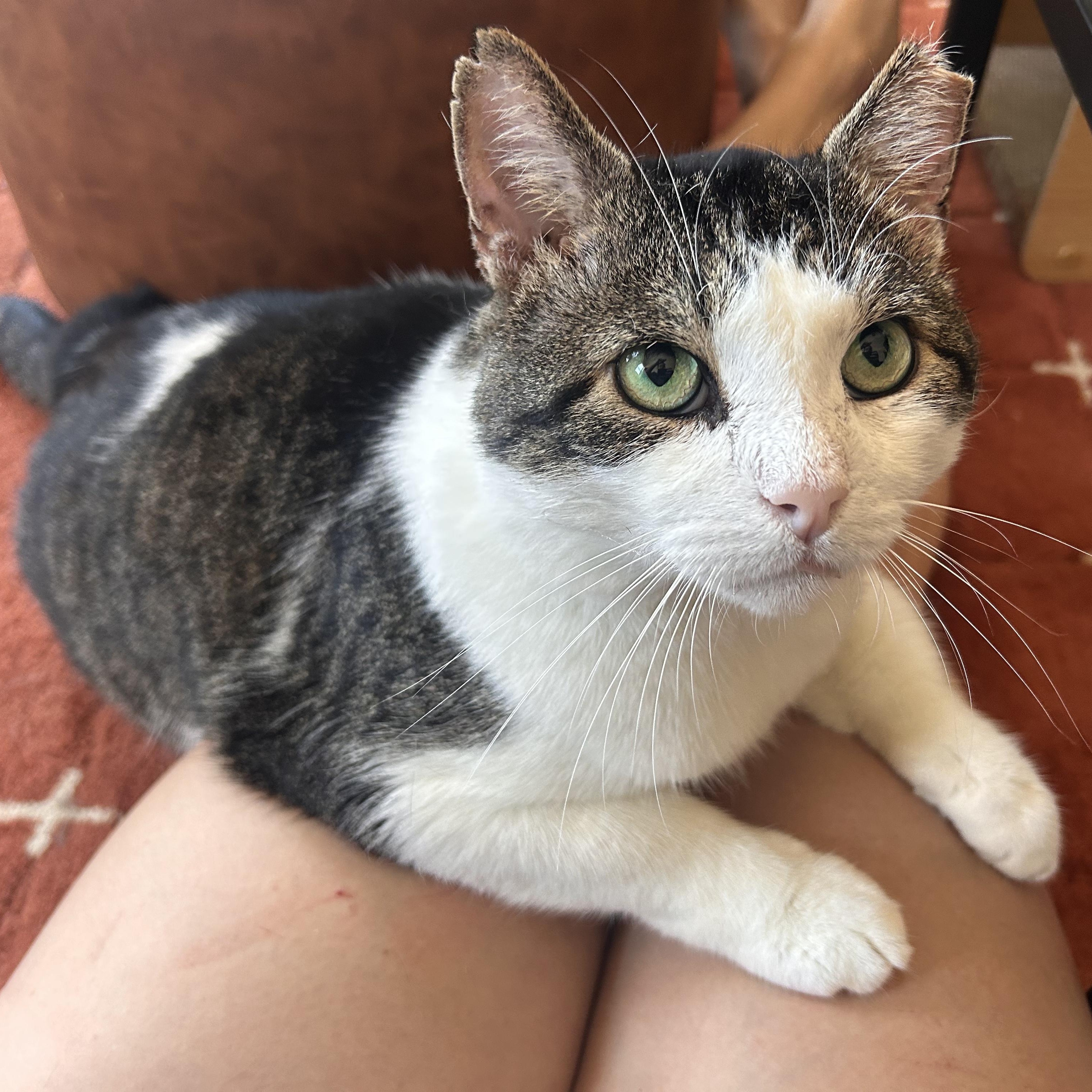 Meatball, Adoptable, Young Male Domestic Short Hair.