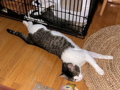 Meatball, a Adoptable Domestic Short Hair in Flushing, NY image 4/6