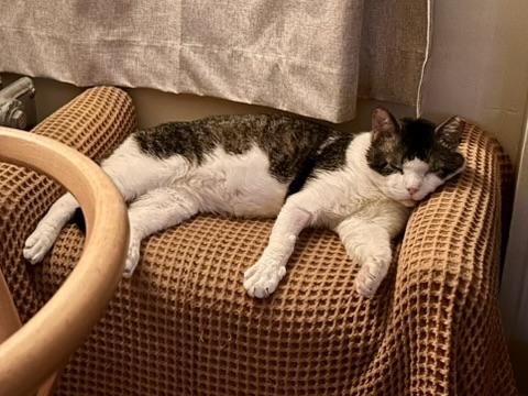 Meatball, a Adoptable Domestic Short Hair in Flushing, NY image 6/6
