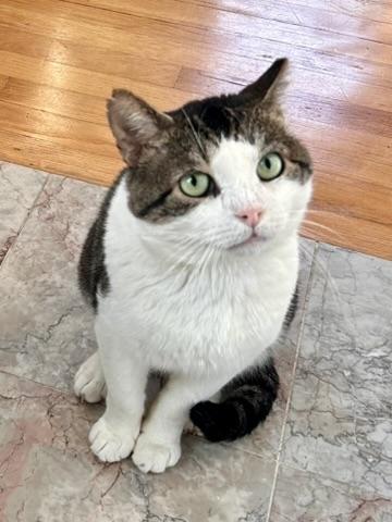 Meatball, Adoptable, Young Male Domestic Short Hair.