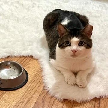 Enlarge Meatball, a Adoptable Domestic Short Hair in Flushing, NY image 4/6