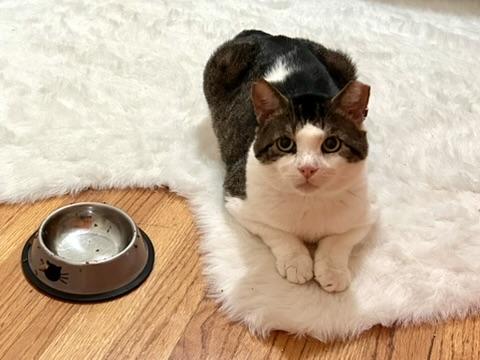 Meatball, a Adoptable Domestic Short Hair in Flushing, NY image 3/6
