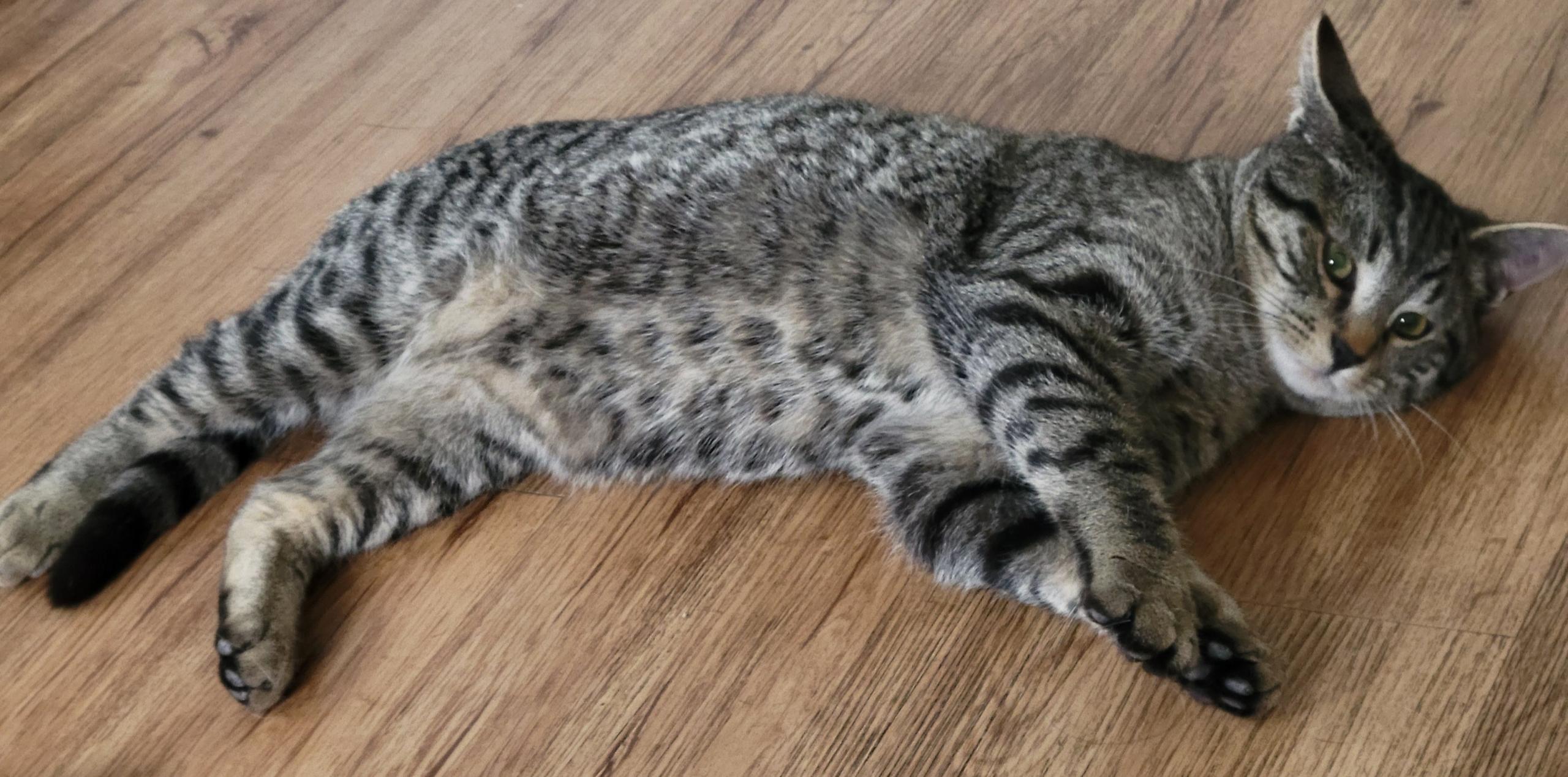Enlarge Dude, a Adoptable Domestic Short Hair in Port Angeles, WA image 4/4
