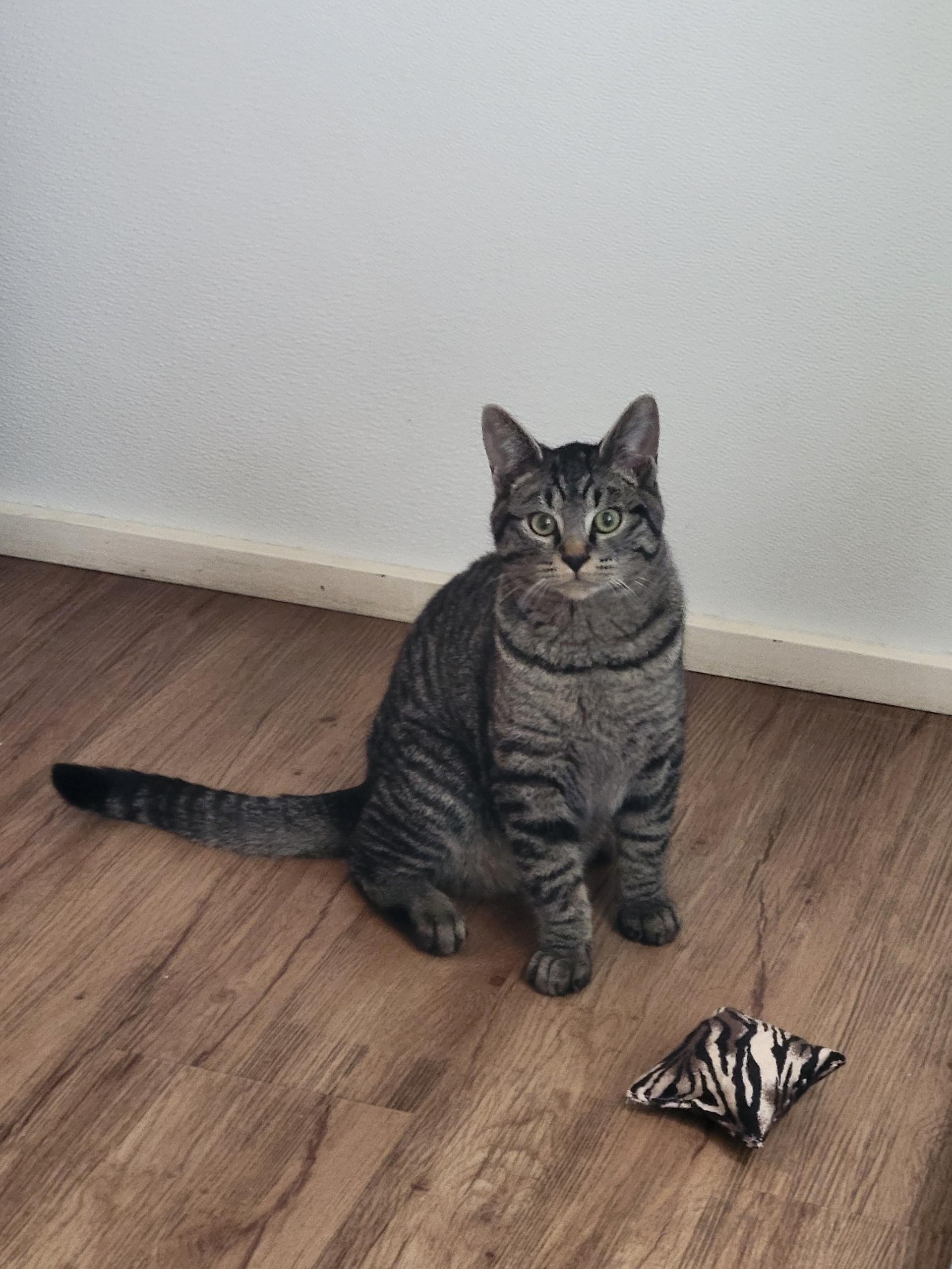 Enlarge Dude, a Adoptable Domestic Short Hair in Port Angeles, WA image 3/4