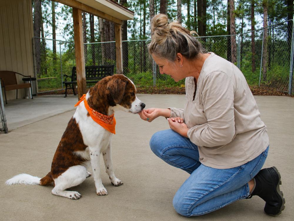 Enlarge Hankie, a ADOPTABLE mixed breed in Cheboygan, MI image 6/6