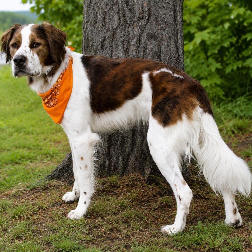 Enlarge Hankie, a ADOPTABLE mixed breed in Cheboygan, MI image 1/6