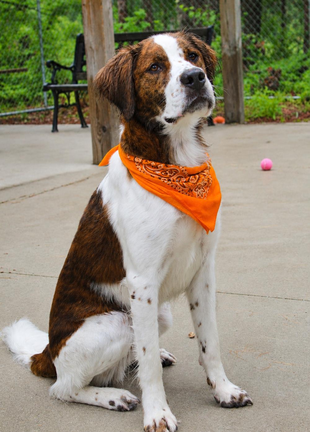 Enlarge Hankie, a ADOPTABLE mixed breed in Cheboygan, MI image 4/6
