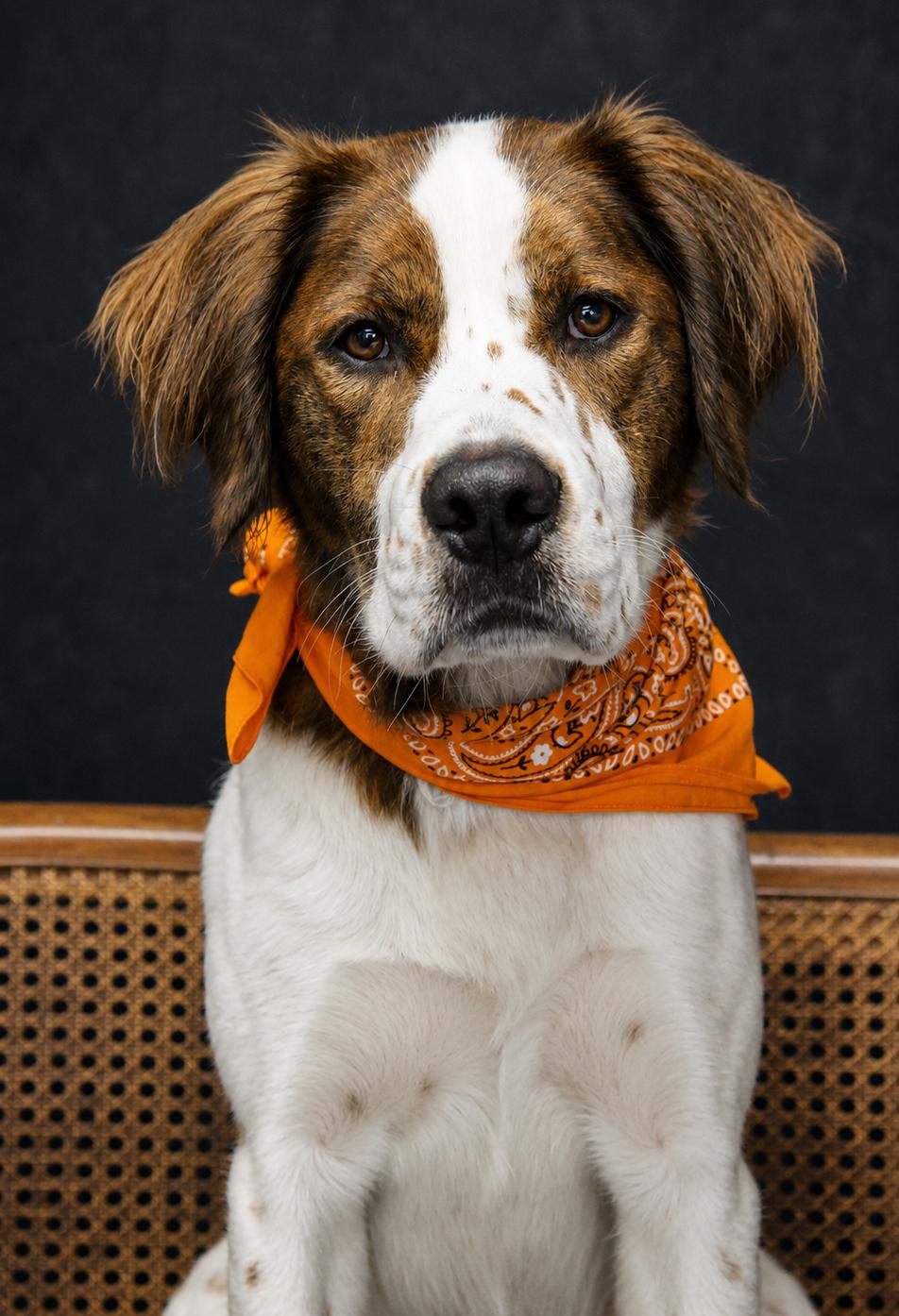 Enlarge Hankie, a ADOPTABLE mixed breed in Cheboygan, MI image 2/6
