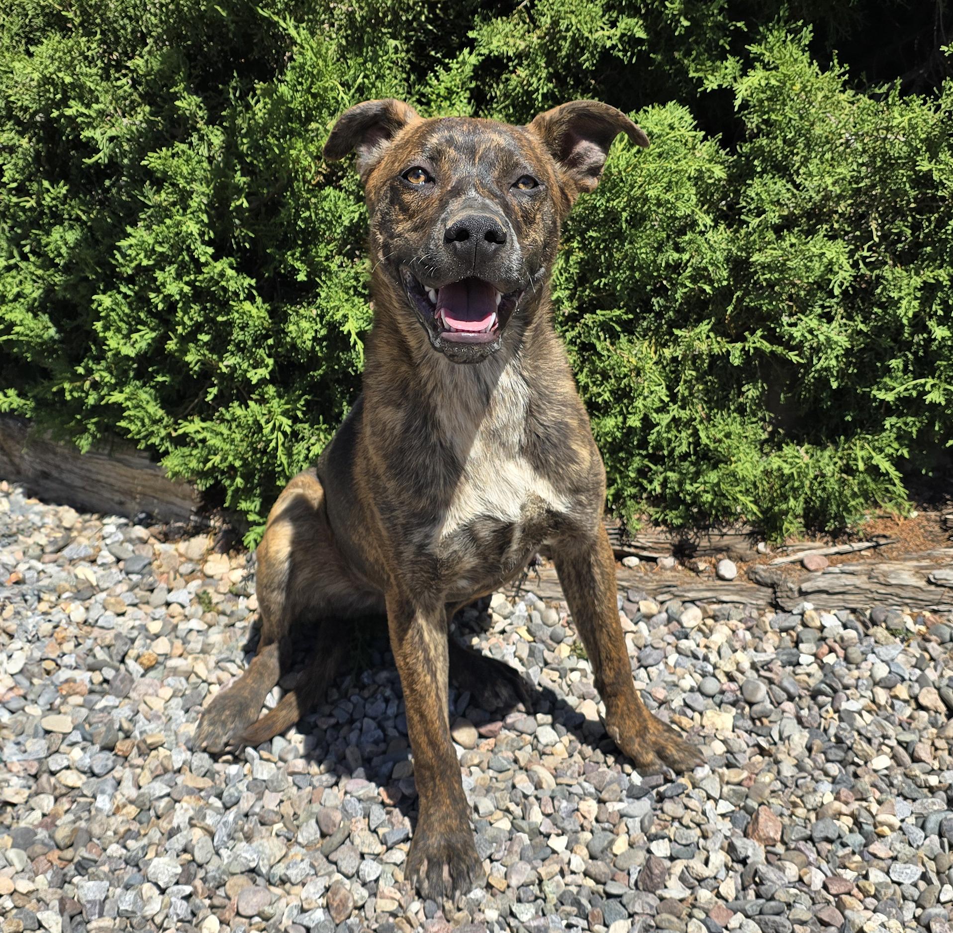 Absolutely Amusing Mr Alphie, BoxerBull LOVE on 4 Paws, a Adoptable mixed breed in Albuquerque, NM image 2/2