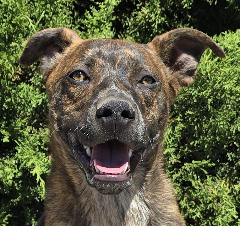 Absolutely Amusing Mr Alphie, BoxerBull LOVE on 4 Paws, Adoptable, Young Male American Staffordshire Terrier & Boxer.