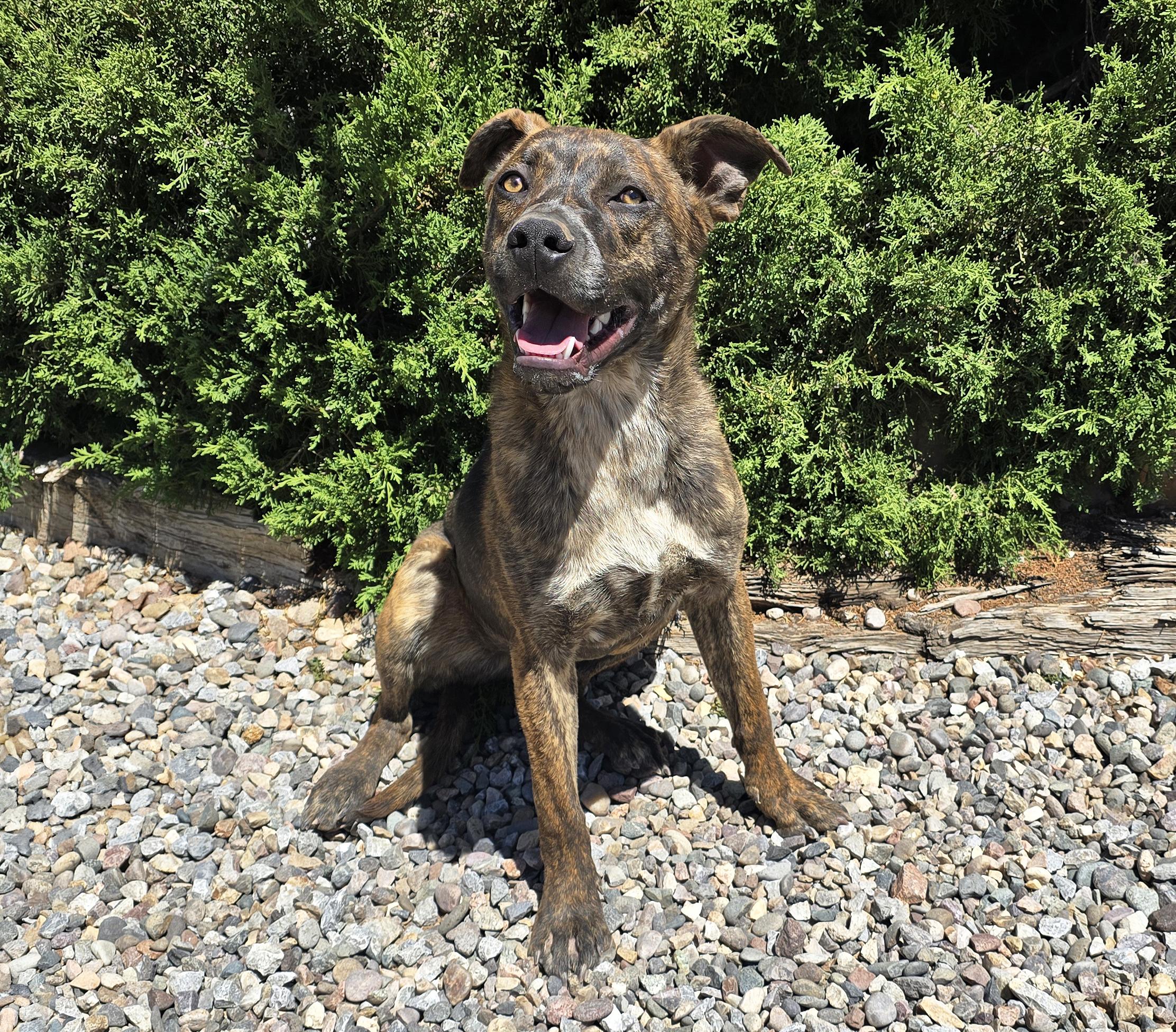 Absolutely Amusing Mr Alphie, BoxerBull LOVE on 4 Paws, a Adoptable mixed breed in Albuquerque, NM image 4/4