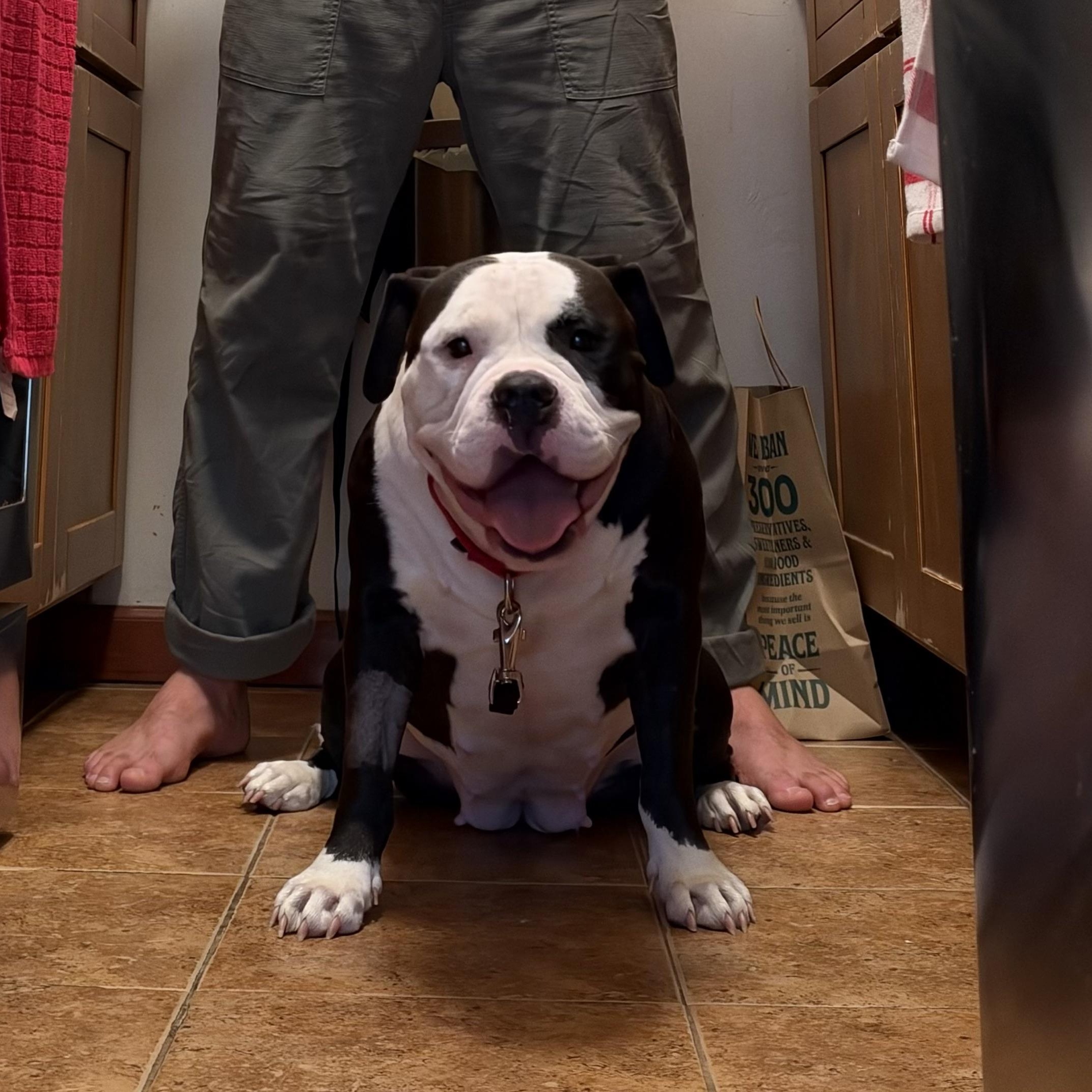 Enlarge Lola, a Adoptable mixed breed in Philadelphia, PA image 2/6