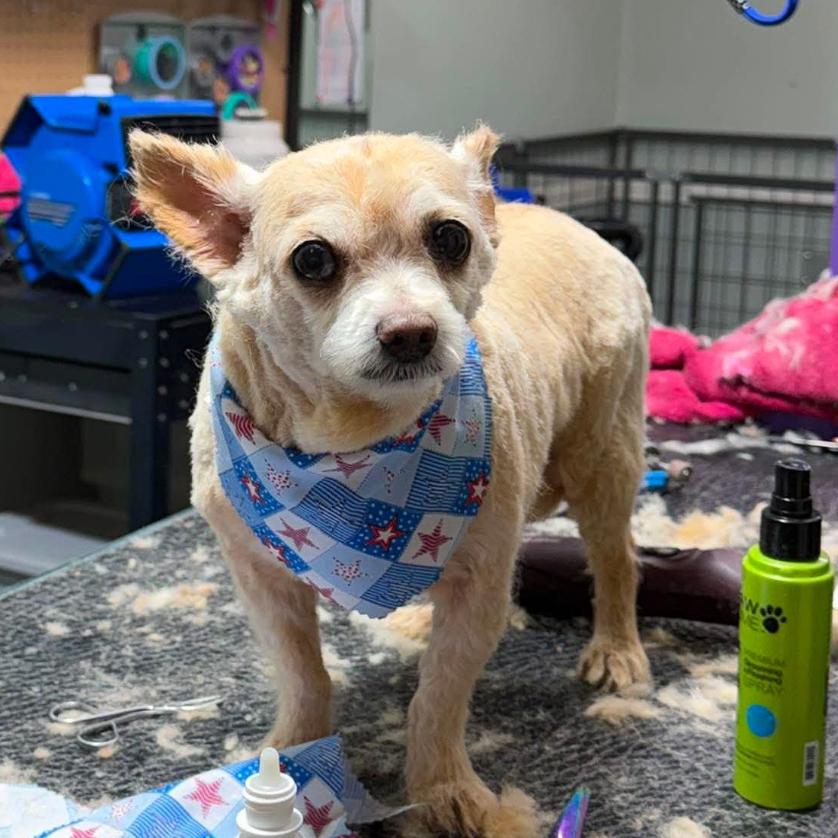 Daryl, Adoptable, Senior Male Mixed Breed.
