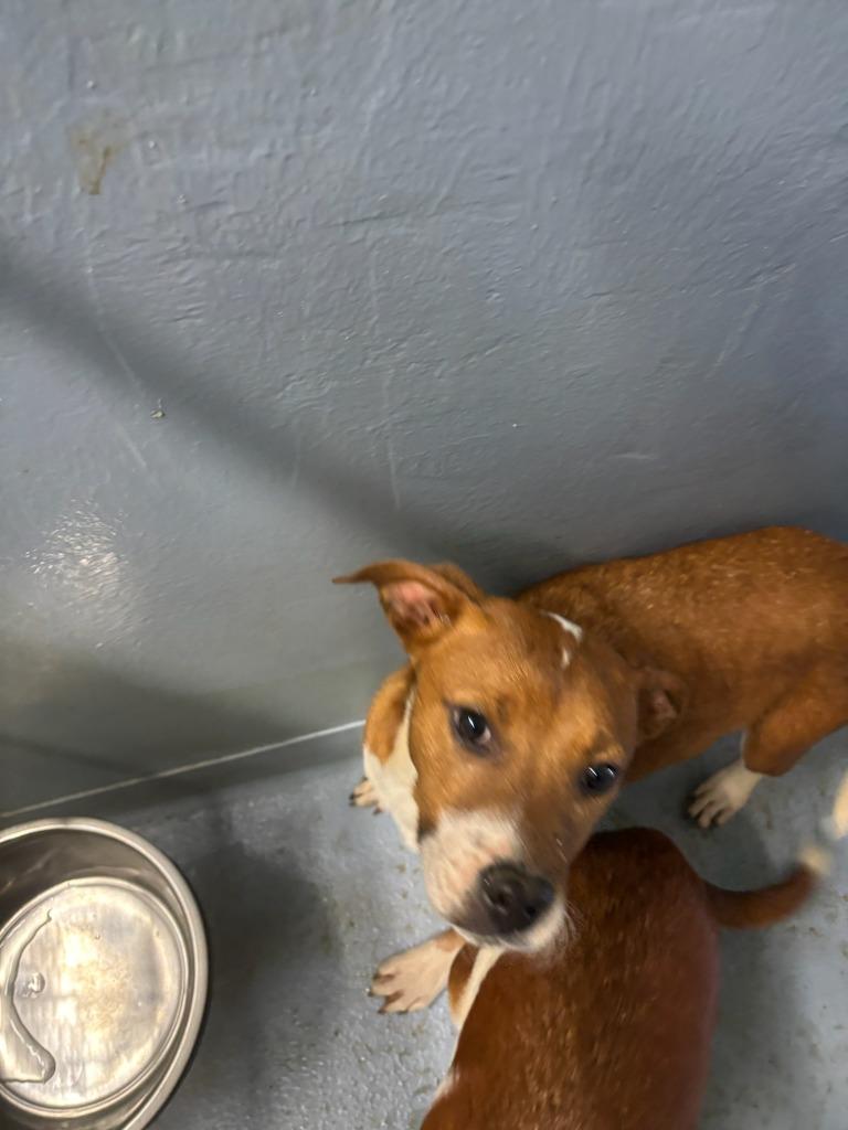 Abba, Adoptable, Puppy Male Mixed Breed.