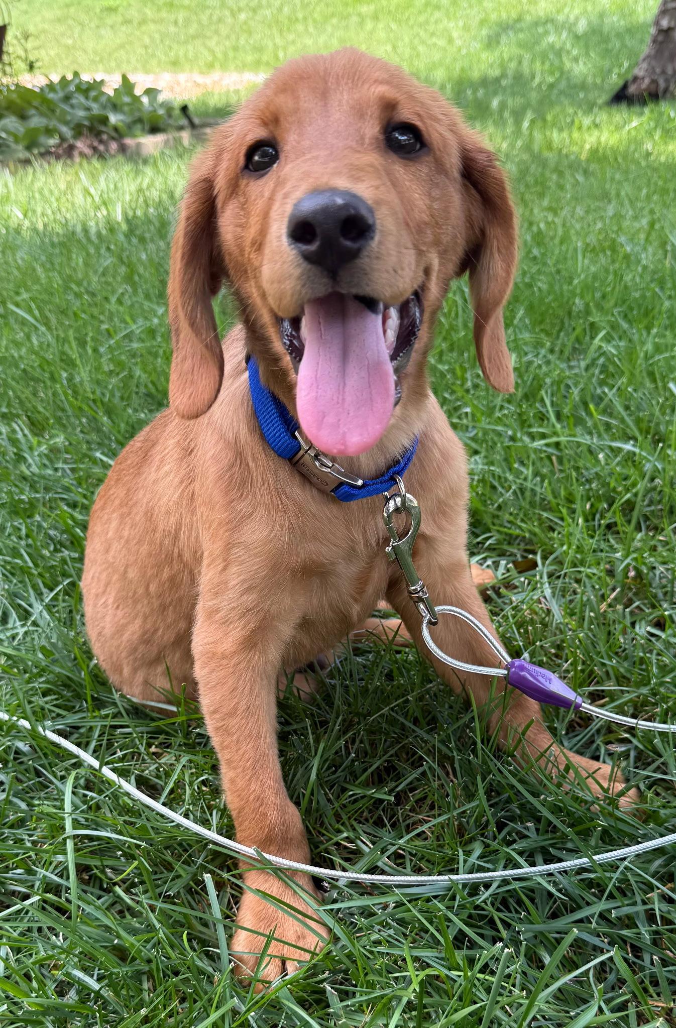 PUPPY LIL DADDY, a Adopted mixed breed in Franklin, TN image 2/3