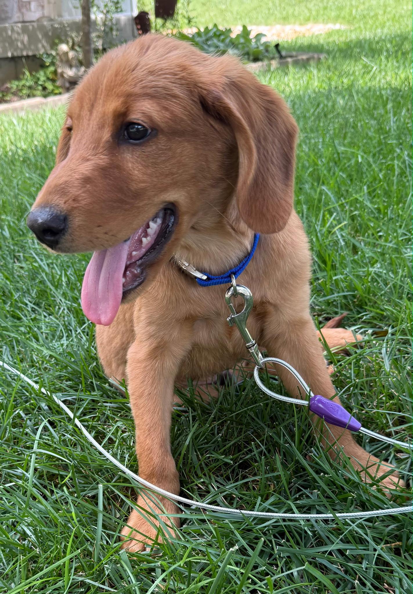 PUPPY LIL DADDY, a Adopted mixed breed in Franklin, TN image 3/3