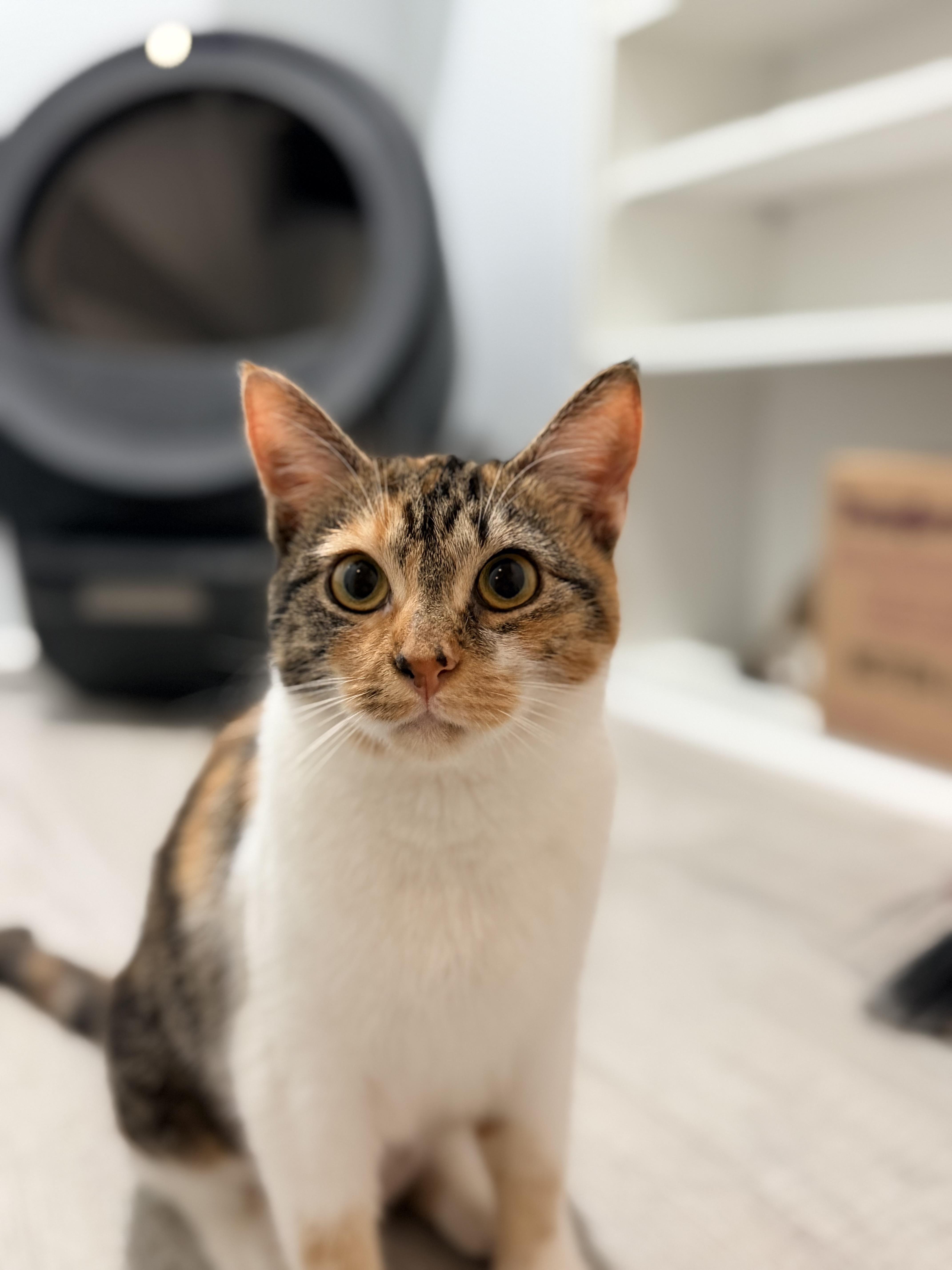 Miracle , adopted, Young Female Domestic Short Hair.