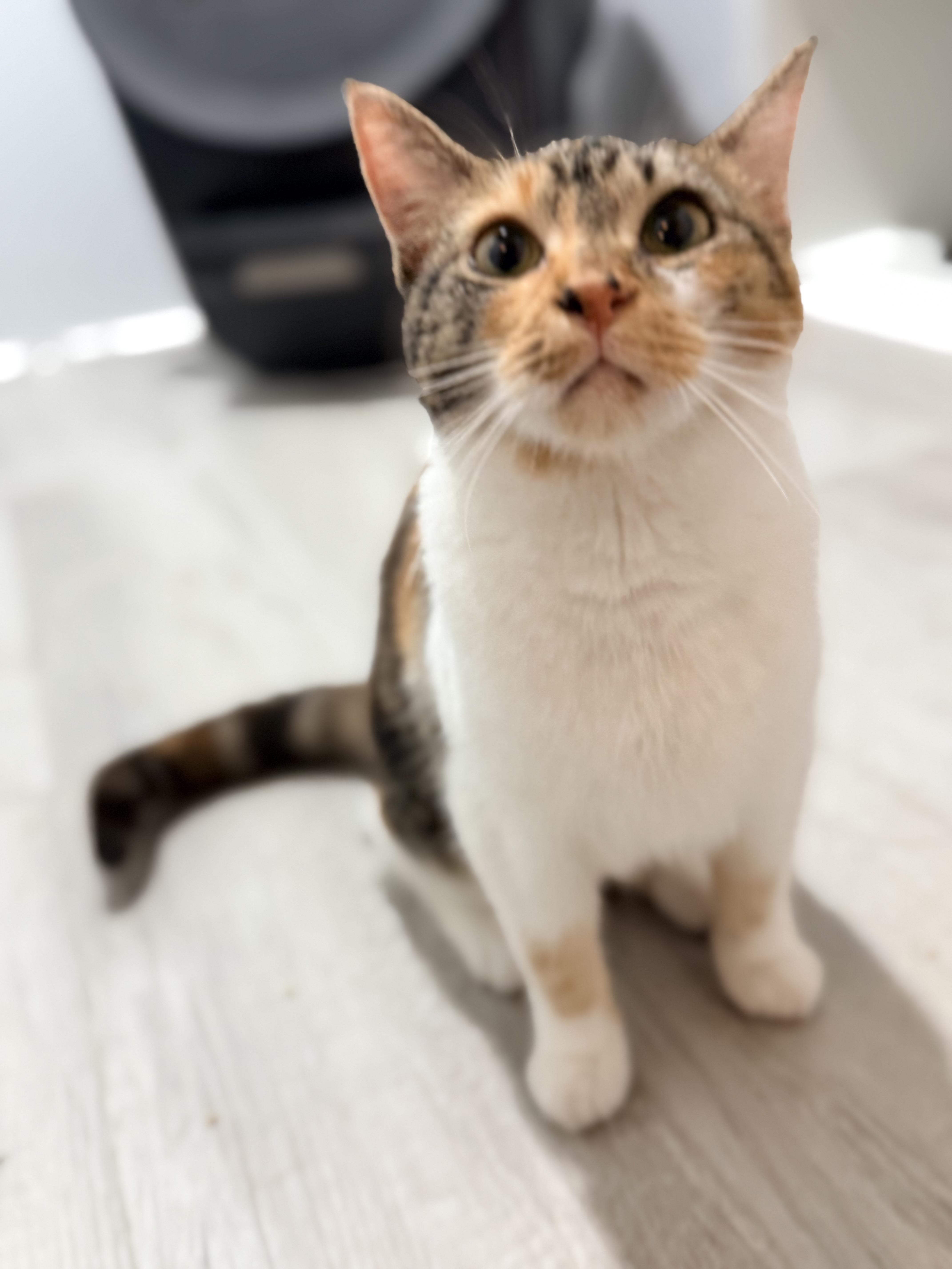 Enlarge Miracle , an adopted Domestic Short Hair in Bellmawr, NJ image 2/3
