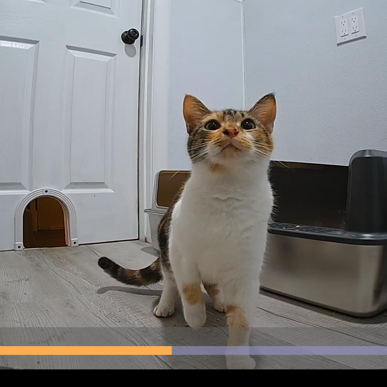 Enlarge Miracle , an adopted Domestic Short Hair in Bellmawr, NJ image 3/3