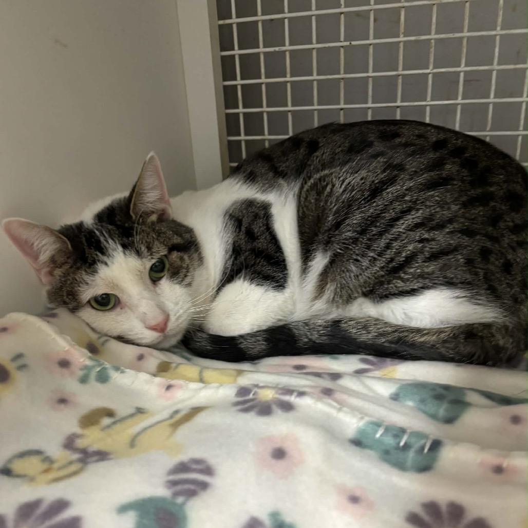 Enlarge Pink Floyd, a Adoptable Domestic Short Hair in Inwood, WV image 1/1