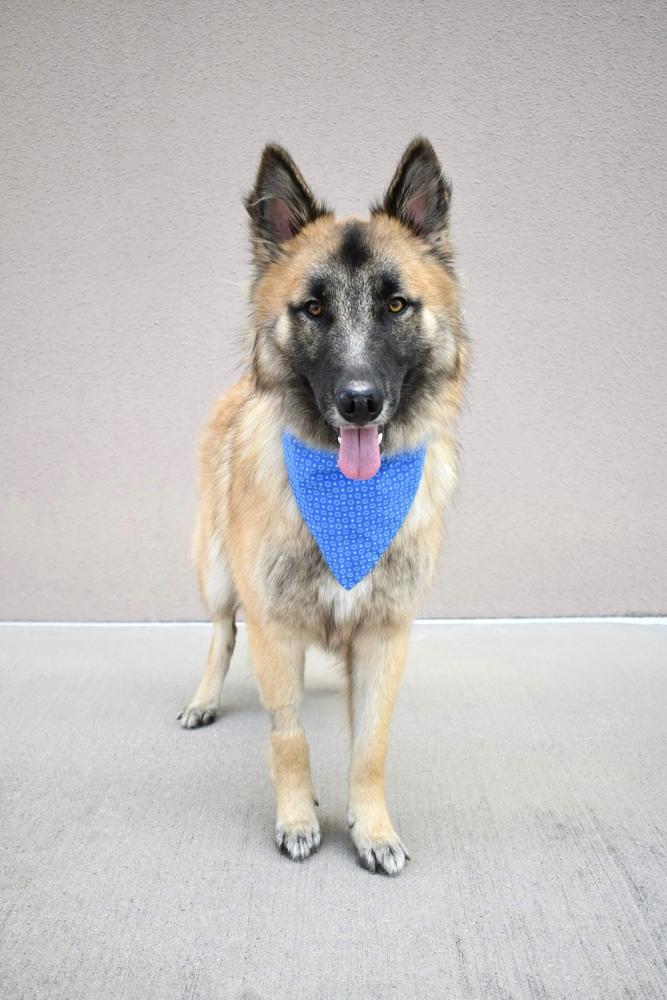 Luther, Adoptable, Young Male German Shepherd Dog & Siberian Husky.