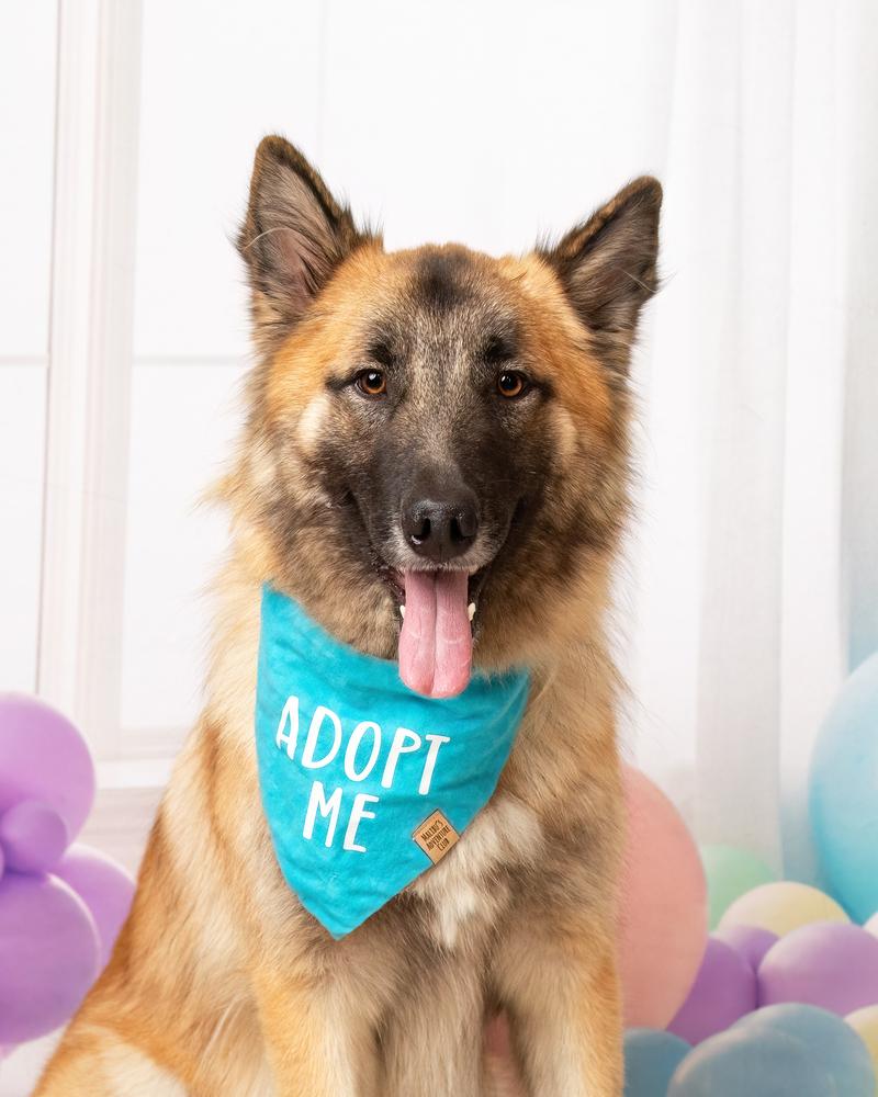 Luther, a Adoptable mixed breed in Frisco, TX image 3/6