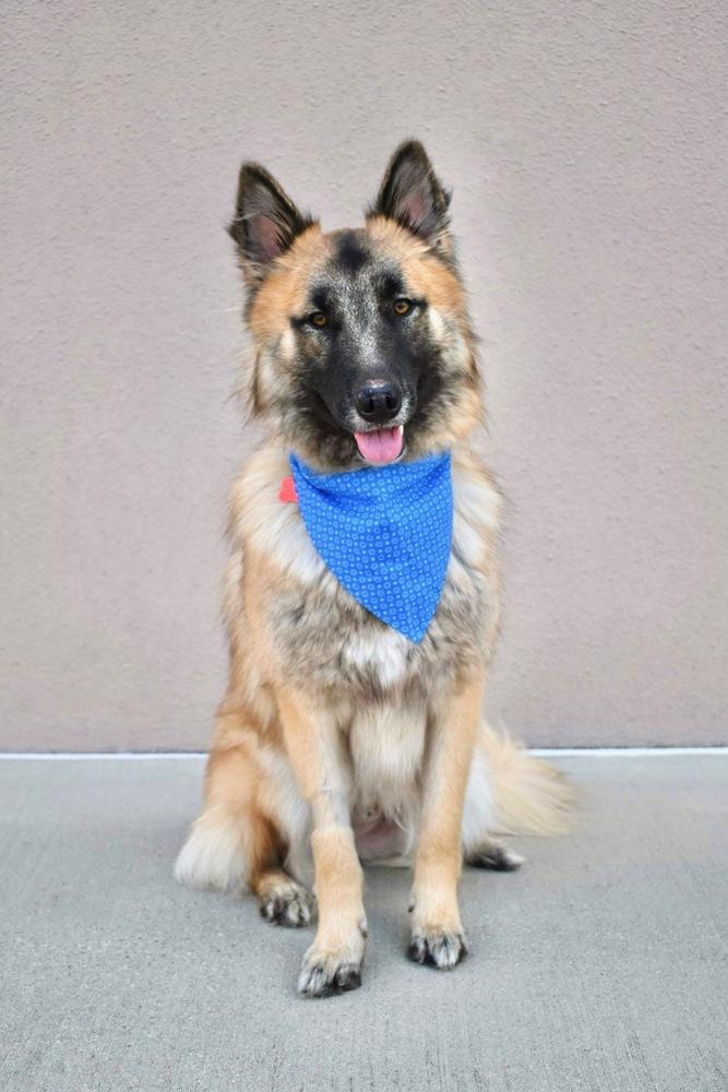 Luther, a Adoptable mixed breed in Frisco, TX image 5/6