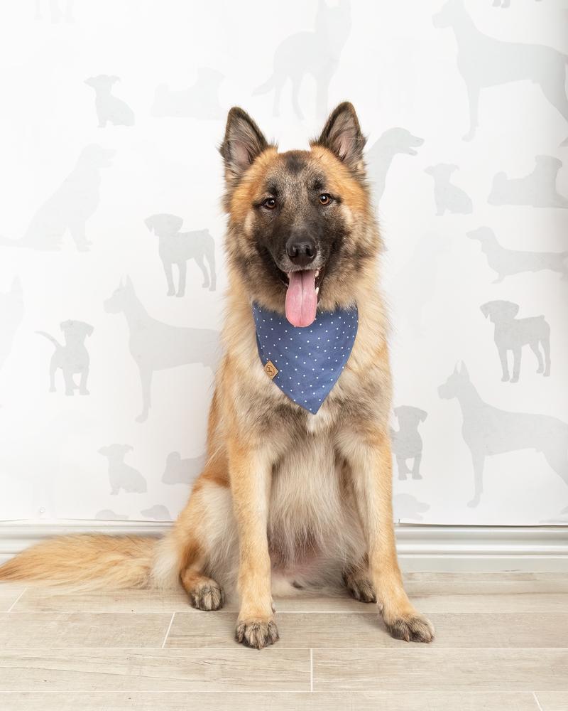 Luther, a Adoptable mixed breed in Frisco, TX image 6/6