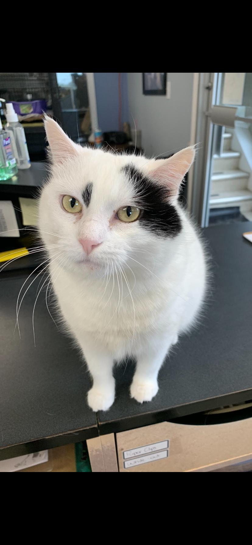 Enlarge Pegasus, a Adoptable Domestic Short Hair in Brooks, AB image 1/3