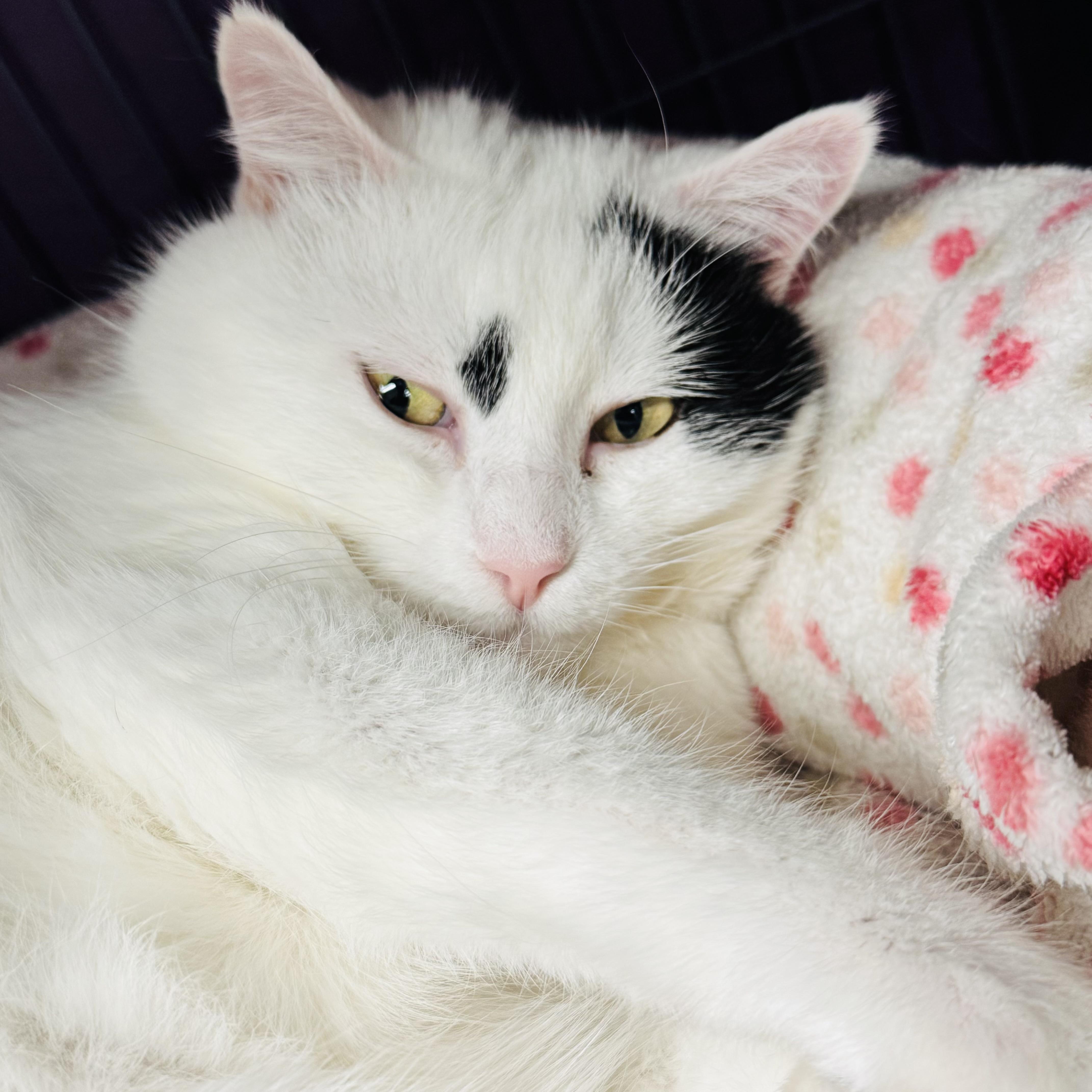 Enlarge Pegasus, a Adoptable Domestic Short Hair in Brooks, AB image 2/3