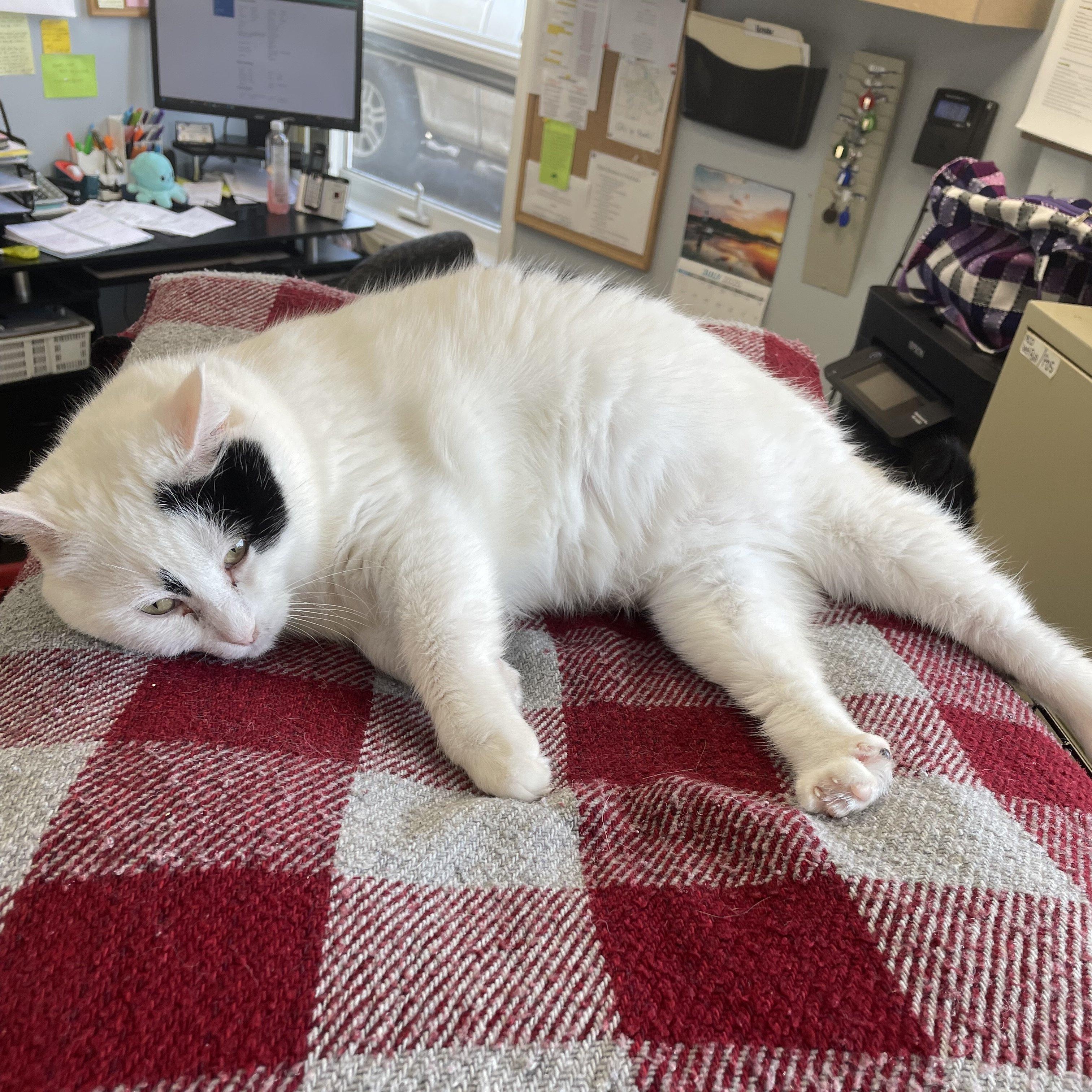 Enlarge Pegasus, a Adoptable Domestic Short Hair in Brooks, AB image 3/3