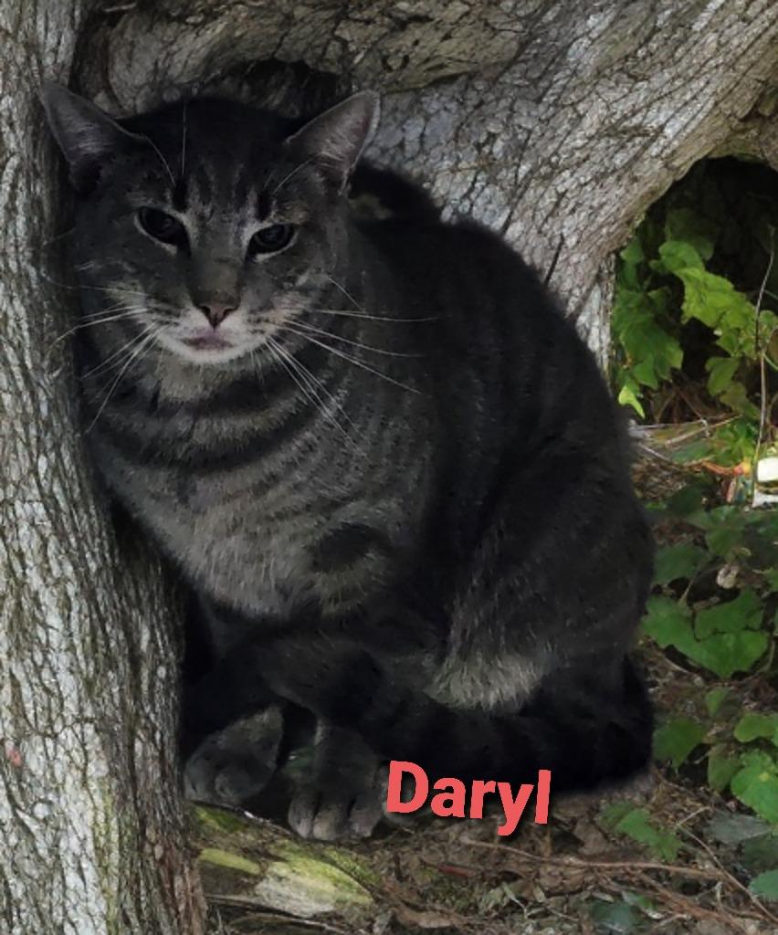 Enlarge Daryl, a Adoptable mixed breed in Jim Thorpe, PA image 2/3