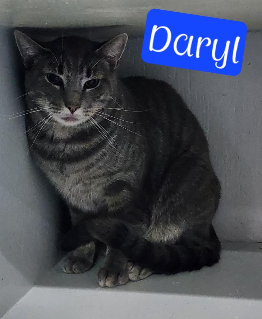 Daryl, Adoptable, Adult Male Domestic Short Hair.