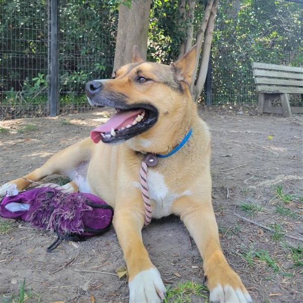 Enlarge Okie, a Adoptable German Shepherd Dog in Hawthorne, CA image 2/6