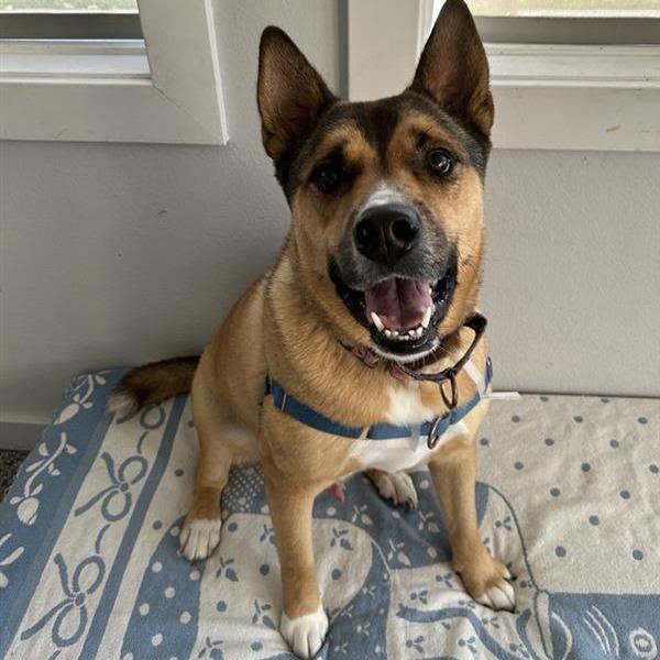Enlarge Okie, a Adoptable German Shepherd Dog in Hawthorne, CA image 3/6