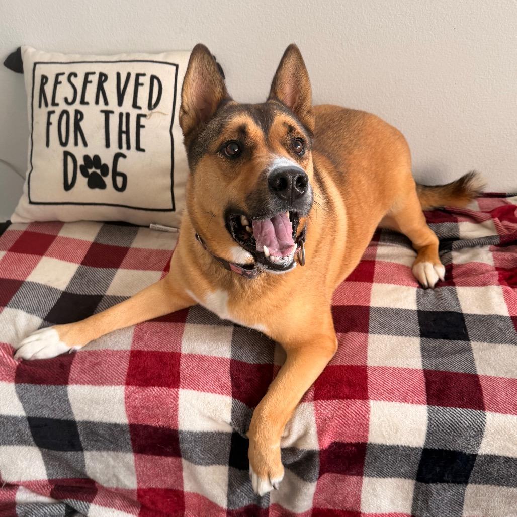 Enlarge Okie, a Adoptable German Shepherd Dog in Hawthorne, CA image 4/6