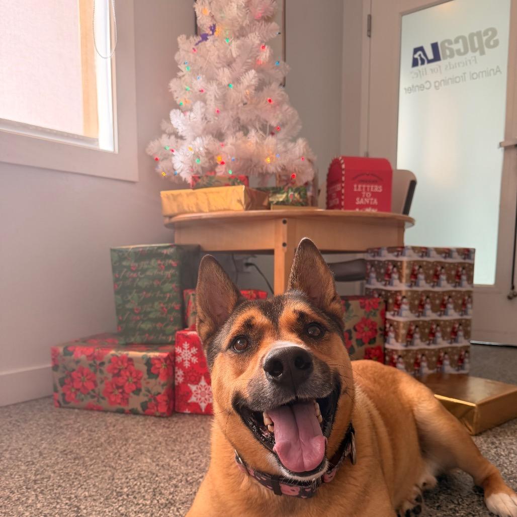 Enlarge Okie, a Adoptable German Shepherd Dog in Hawthorne, CA image 6/6