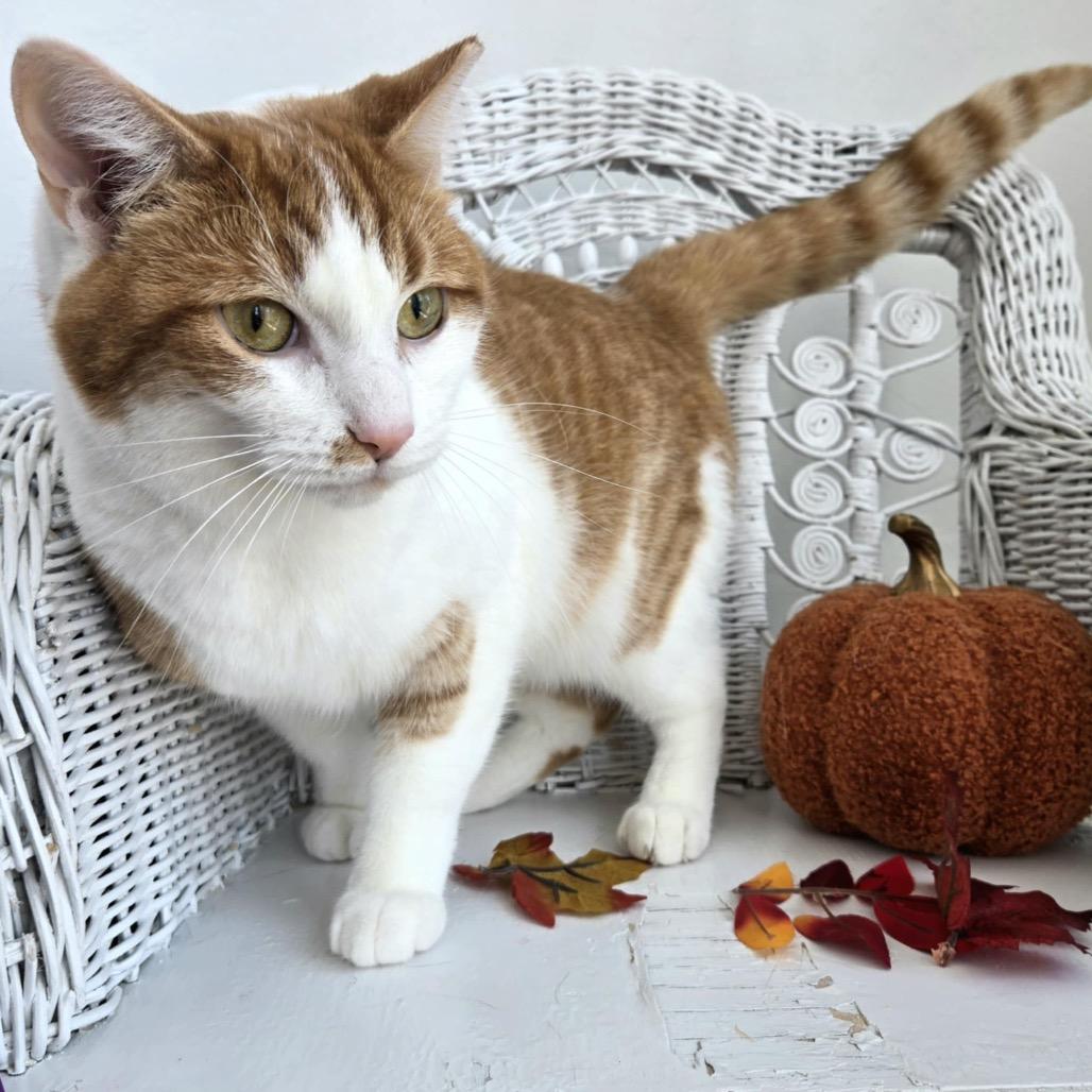 Struttin my stuff 55355, Adoptable, Young Female Domestic Short Hair.