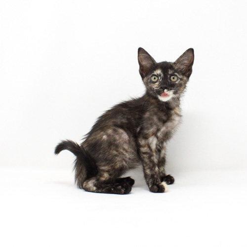 Towhee, Adopted, Kitten Female Domestic Short Hair.
