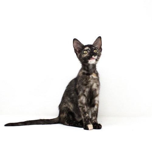 Towhee, a Adopted Domestic Short Hair in Florence, AZ image 2/2