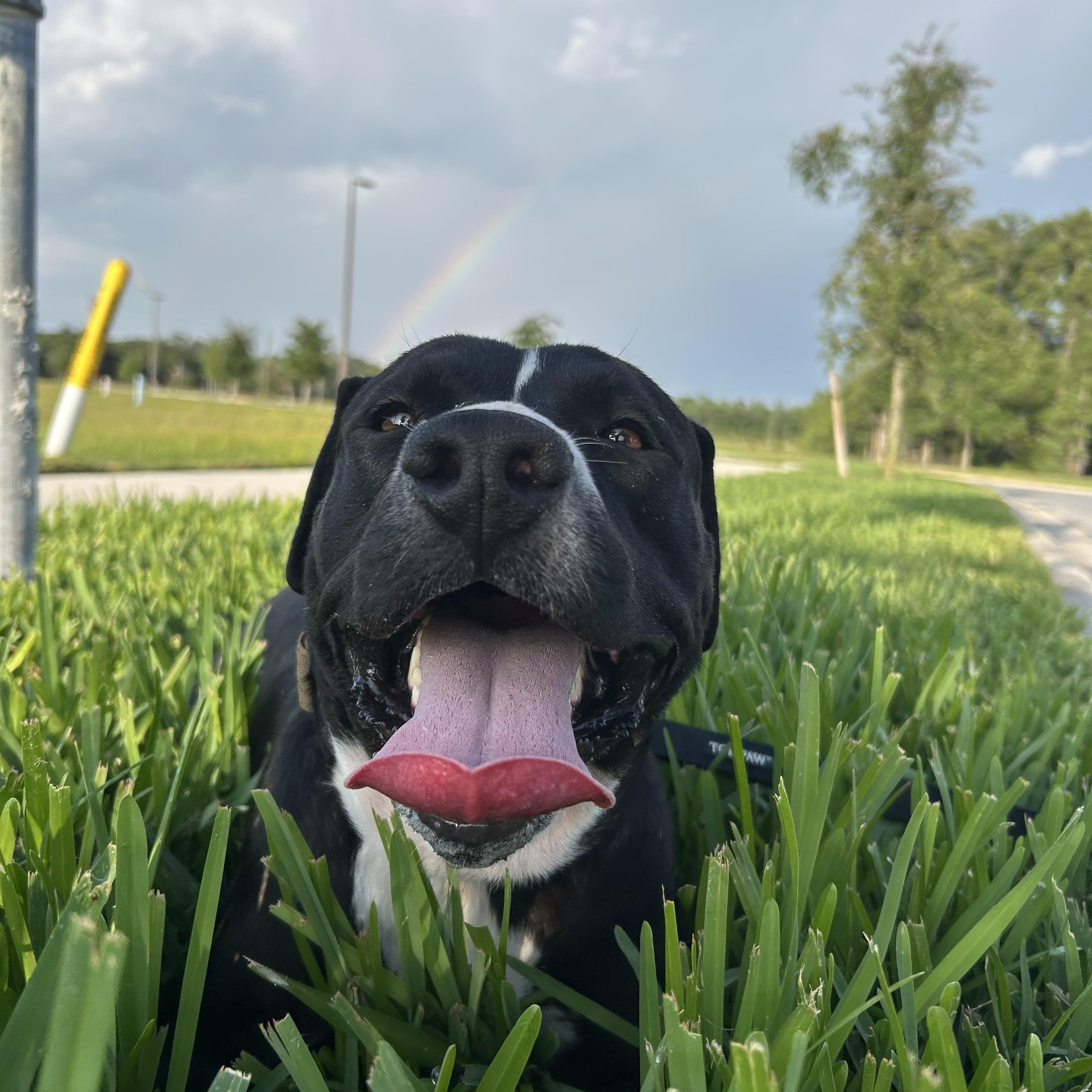 Sambo, a Adoptable Mixed Breed in tampa, FL image 5/5