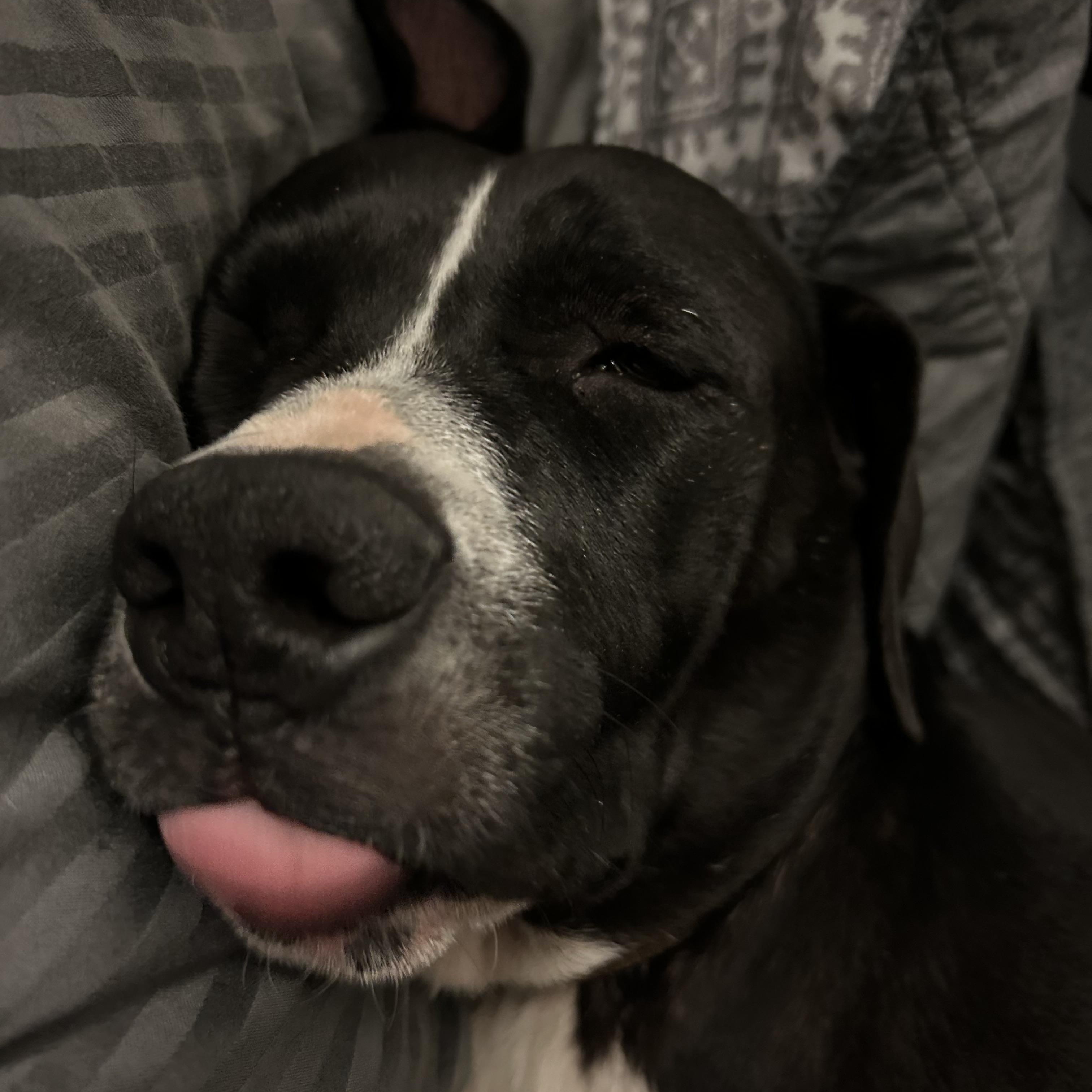 Sambo, a Adoptable Mixed Breed in tampa, FL image 4/5